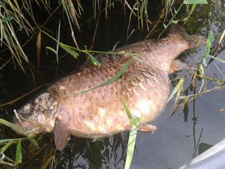 Carp Mary Died